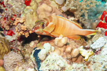 Red banded grouper (Epinephelus fasciatus). Red sea. Egypt.