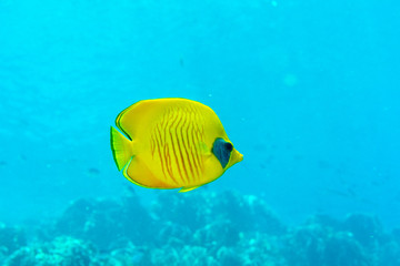 Fototapeta na wymiar Masked butterflyfish (Chaetodon semilarvatus). Red sea. Egypt.
