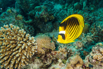 Fototapeta na wymiar Diagonal-lined butterflyfish (Chaetodon fasciatus). Red sea. Egypt.