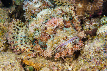 Naklejka na ściany i meble Tassled scorpionfish (Scorpaenopsis oxycephala). Red sea. Egypt.