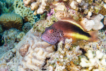 A freckled hawk crouched on a coral reef. Red sea. Egypt.