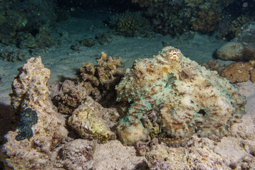 Naklejka na ściany i meble The octopus mimics the coral. Octopus vulgaris. Red sea. Egypt.