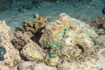 The octopus mimics the coral. Octopus vulgaris. Red sea. Egypt.