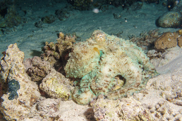 The octopus mimics the coral. Octopus vulgaris. Red sea. Egypt.