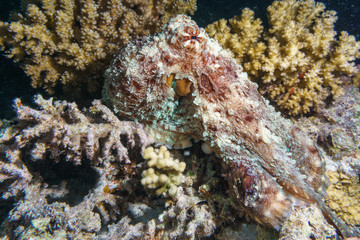 The octopus mimics the coral. Octopus vulgaris. Red sea. Egypt.