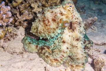 The octopus mimics the coral. Octopus vulgaris. Red sea. Egypt.