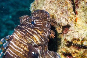 Red lionfish (Pterois volitans). Red sea. Egypt.