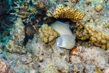 Obraz na płótnie Canvas Pepper Moray (Gymnothorax griseus). Red sea. Egypt.