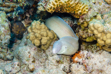 Pepper Moray (Gymnothorax griseus). Red sea. Egypt.