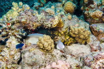 Pepper Moray (Gymnothorax griseus). Red sea. Egypt.