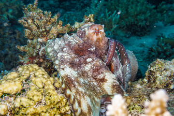 The octopus mimics the coral. Octopus vulgaris. Red sea. Egypt.