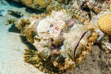 Tassled scorpionfish (Scorpaenopsis oxycephala). Red sea. Egypt.