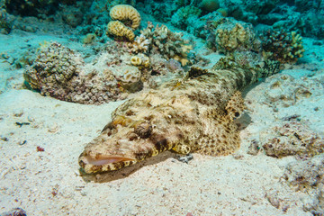 Crocodilefish (Cymbacephalus beauforti) on the sandy bottom. Red sea. Egypt.
