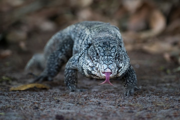 Argentine Black and white Tegu Lizard,Pantanal,Brazil