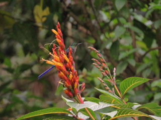 Hummingbird on a flower