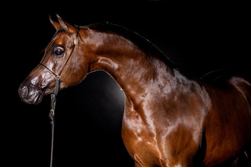 Arabian Stallion