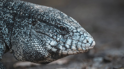 Argentine Black and white Tegu Lizard,Pantanal,Brazil