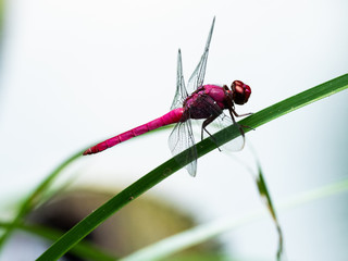 Red Dragonfly at MUSA, Manaus-AM