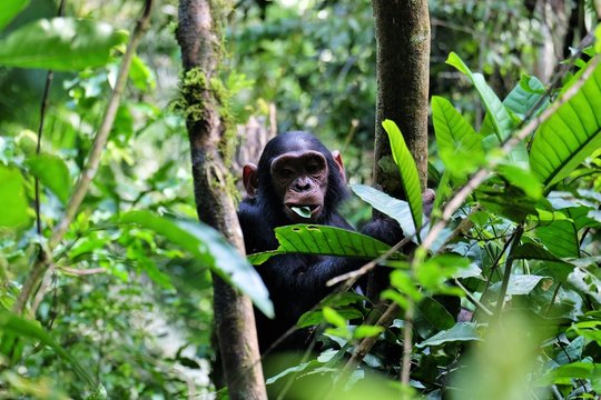 Junger Schimpanse kaut auf einem Blatt im Kibale Forest Nationalpark