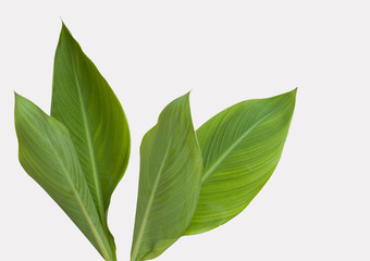 leaf background with copy spaces