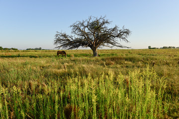Fototapeta premium Horse and lonely tree in Pampas landscape