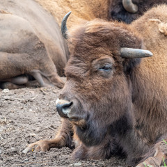 Fototapeta premium Portrait of a buffalo while relaxing.