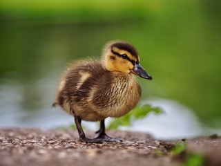 Mallard Duckling 