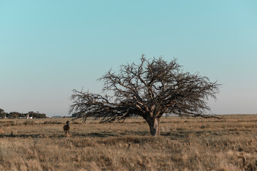 Horse and lonely tree in Pampas landscape