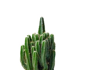 A small cactus flower on white isolated background for green foliage backdrop and copy space 