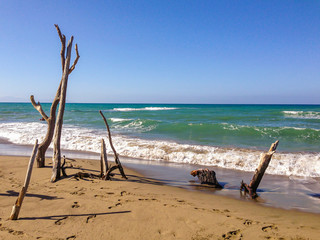 driftwood on a sandy Beach in Tuscany, Italy