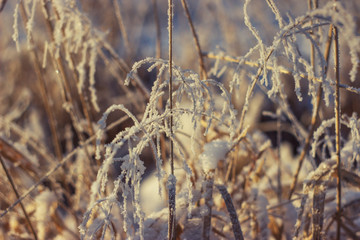 close up photo snow covered stems