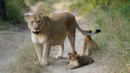 Noble Lion Mother