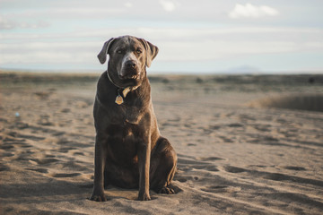 dog on beach