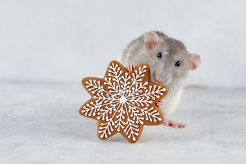Rat holding gingerbread star cookie