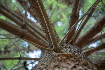 Another look at the texture of pine - tree