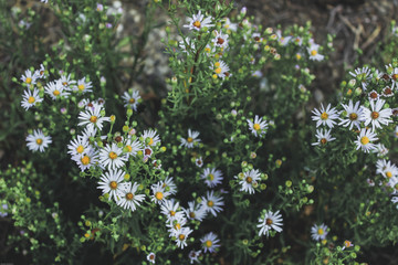 white flowers in garden