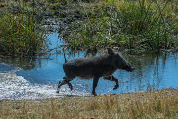 Warthog crossing water