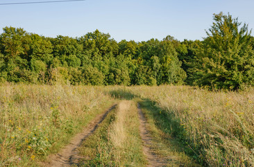 Obraz premium Sunflower field with cloudy blue sky