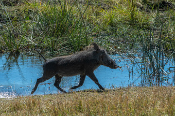 Warthog crossing water