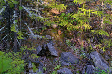Fototapeta premium Xerocomus mushroom on the background of fallen needles in the forest.