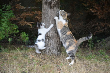 Chatte et son chaton - Jeux et éducation