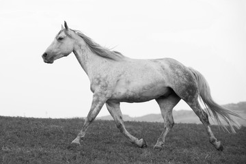 Grey Ranch Horse