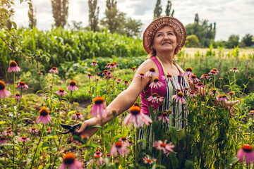 Senior woman gathering flowers in garden. Middle-aged woman walking by Echinacea or coneflower. Gardening concept - obrazy, fototapety, plakaty