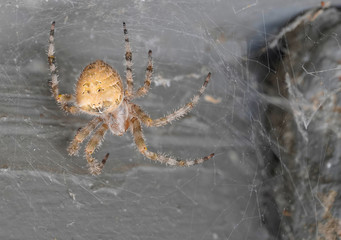 A very large Orb spider deciding to take a web walk during the early morning. 