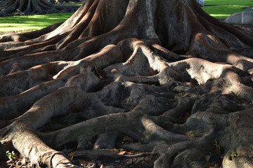 roots of tree