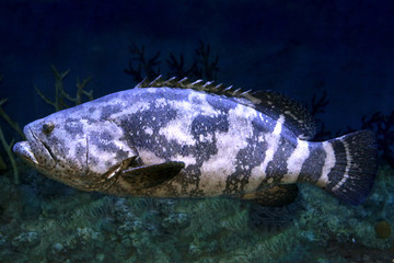 Goliath grouper (Epinephelus itajara) in deep water.