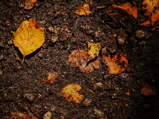 Yellow fallen leaf on wooden ground. Autumn season concept.