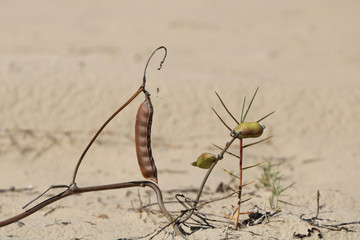 Seeds