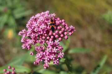 Fototapeta premium Large milkweed bug on swamp milkweed bloooms at Linne Woods Restored Prairie in Morton Grove, Illinois