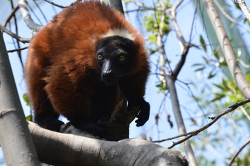 closeup portrait of a cute but endangered solo Red-bellied Lemur (Eulemur rubriventer) in captivity in a reserve in South Africa
